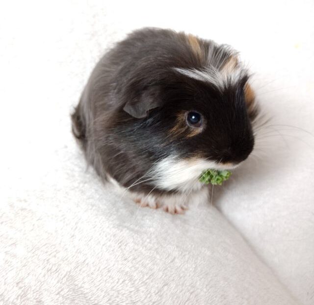 Can Guinea Pigs Eat Blueberries?