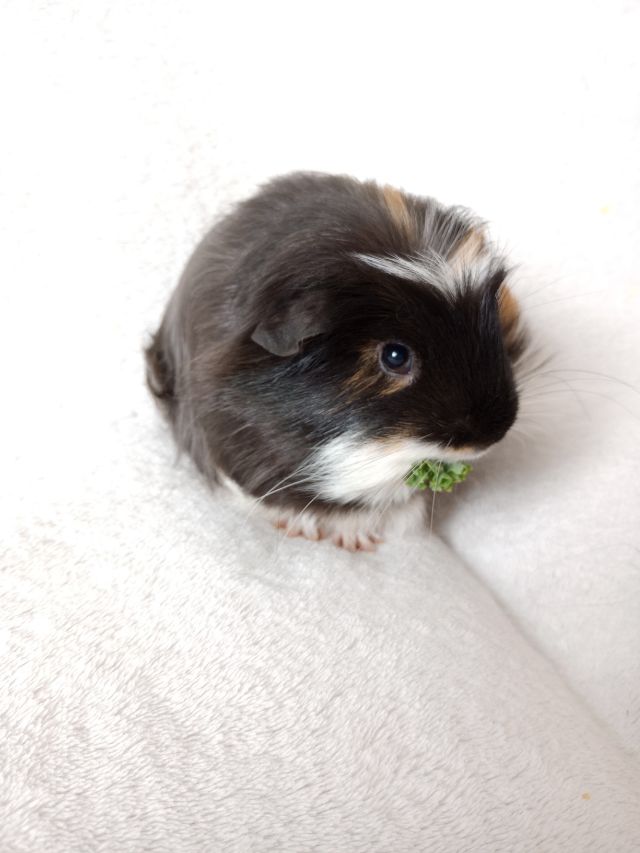 Can Guinea Pigs Eat Blueberries?