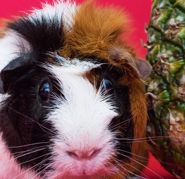 Is Pineapple Good For Guinea Pigs?