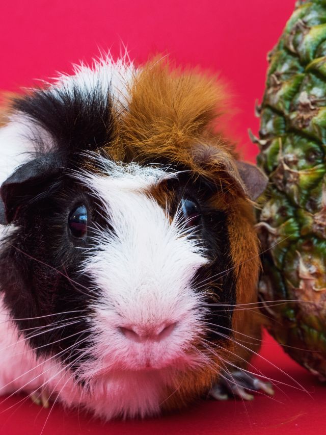 Is Pineapple Good For Guinea Pigs?