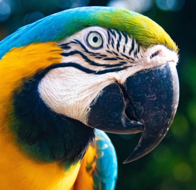 Macaw parrot information