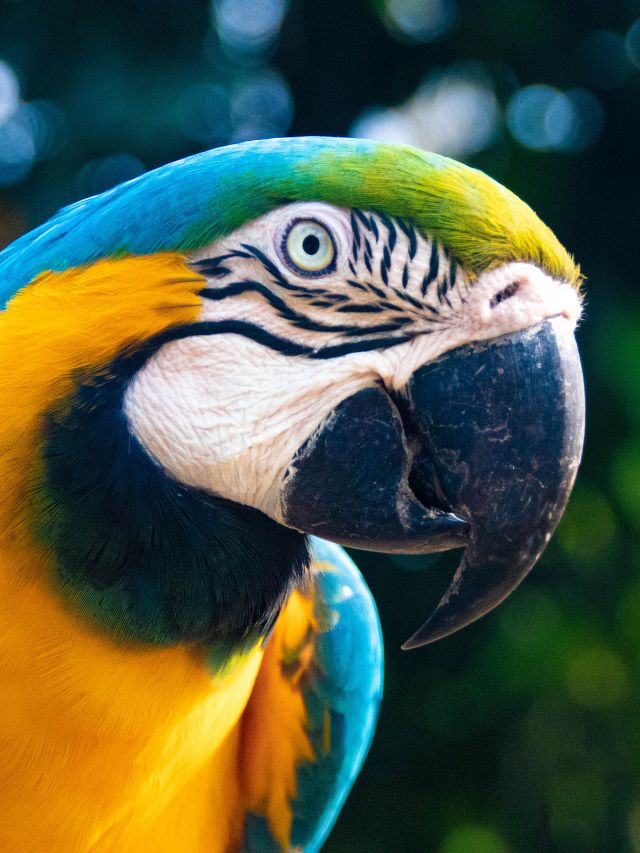 Macaw parrot information