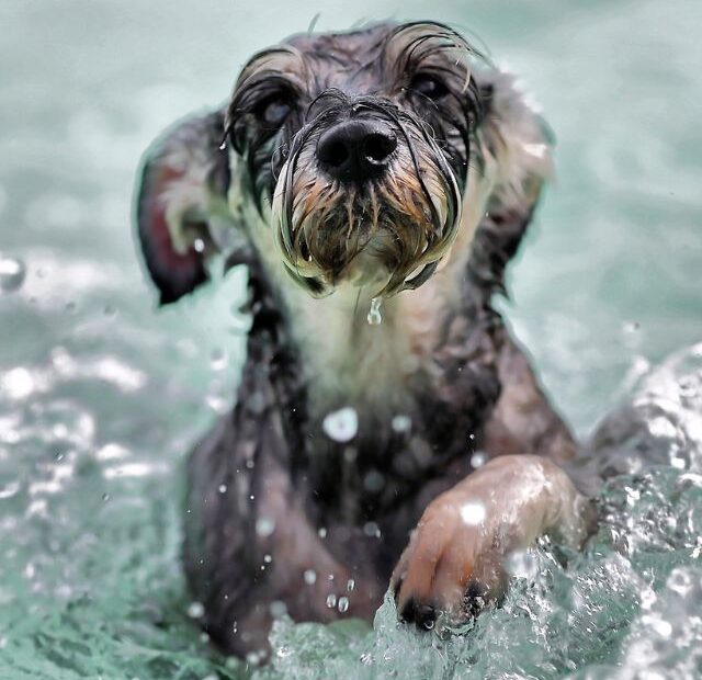 Top 6 dog breeds that (usually) love water