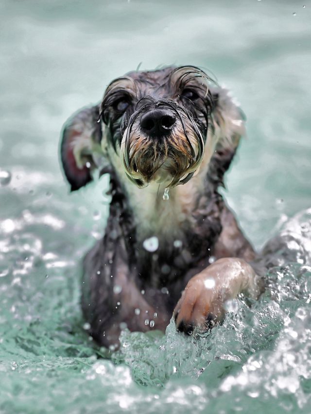 Top 6 dog breeds that (usually) love water