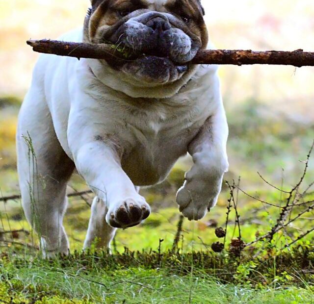 Why Do Dogs Like to Chew on Sticks?