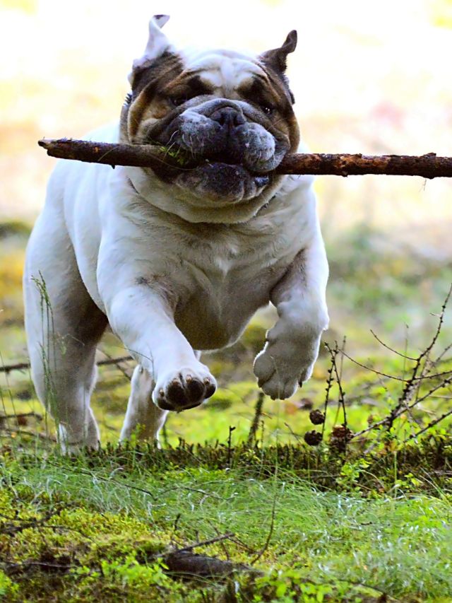 Why Do Dogs Like to Chew on Sticks?