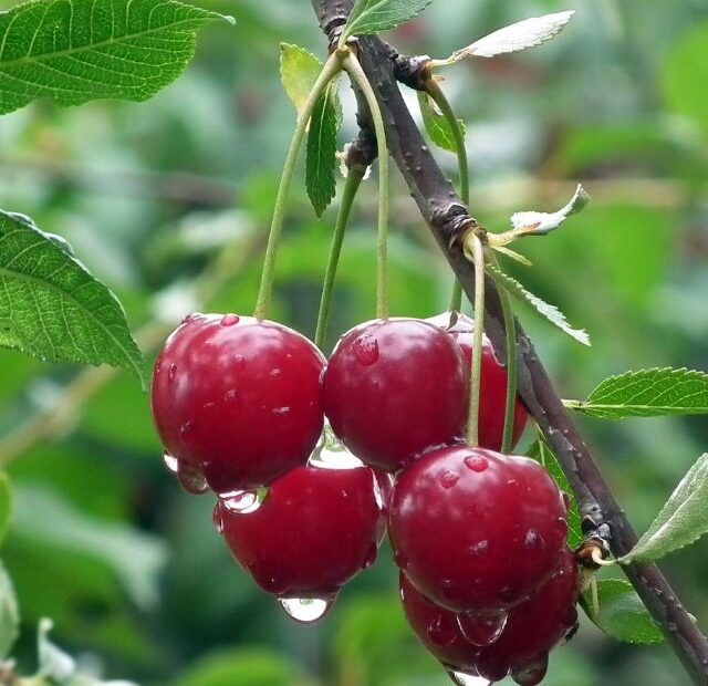 How to Plant Cherry Trees