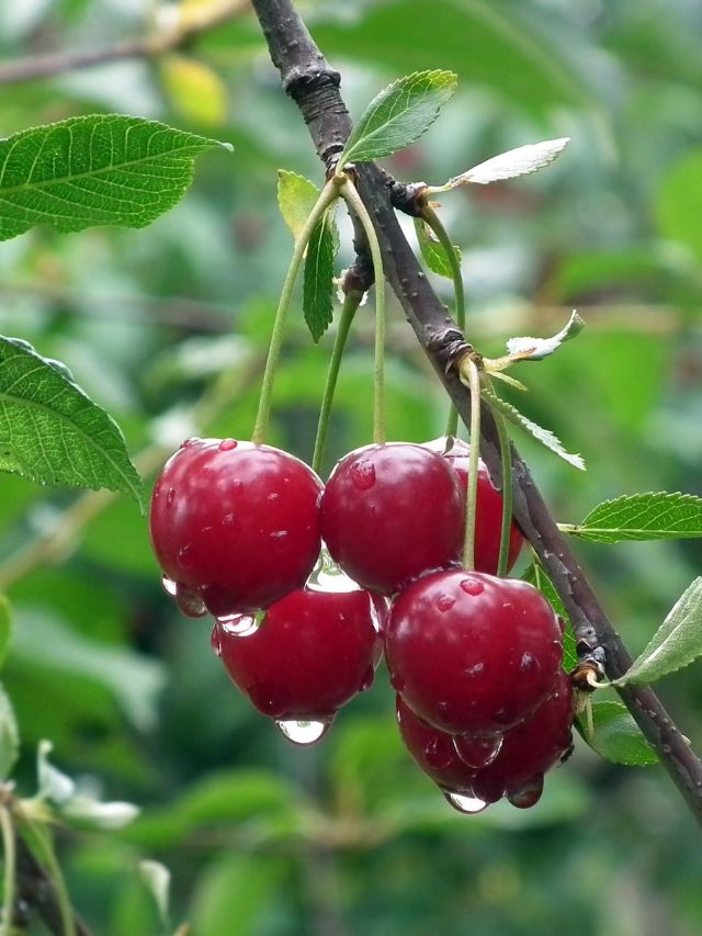 How to Plant Cherry Trees