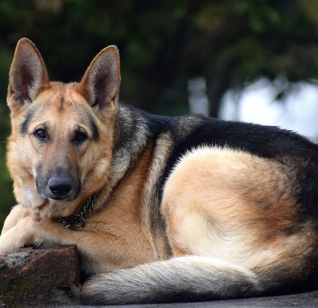 Can German Shepherds Be Emotional Support Dogs?