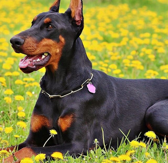 Are Dobermans Good Guard Dogs?