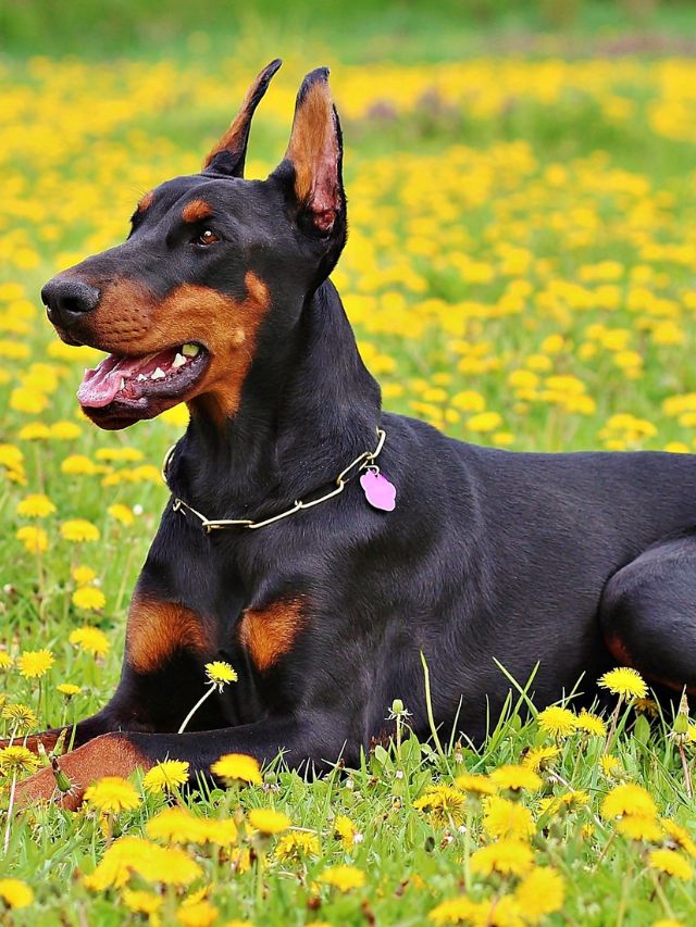 Are Dobermans Good Guard Dogs?