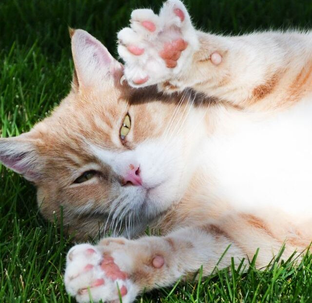 Do Cats Like Having Their Paws Massaged?