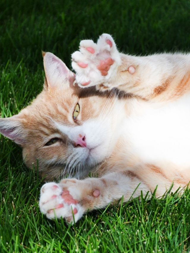 Do Cats Like Having Their Paws Massaged?