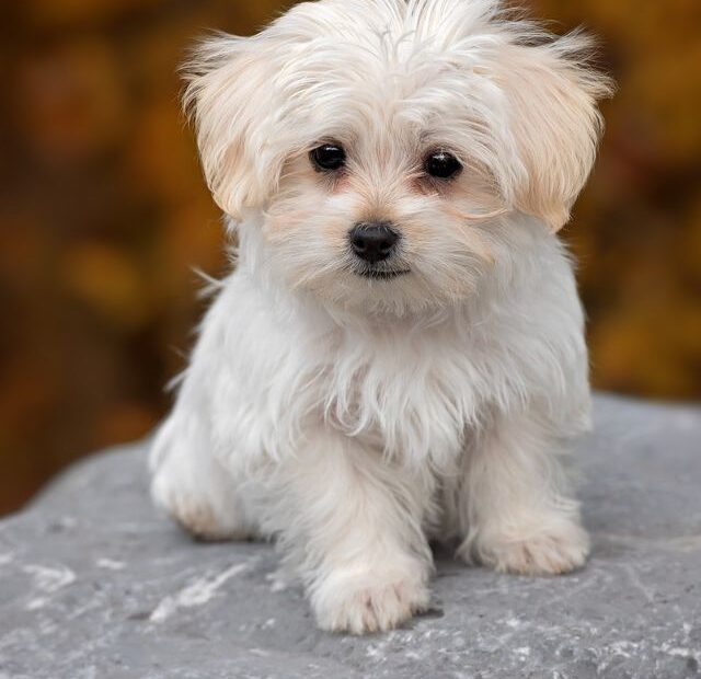 How Long Can a Maltese Be Left Alone?