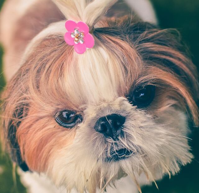 6 Facts About Shih Tzu