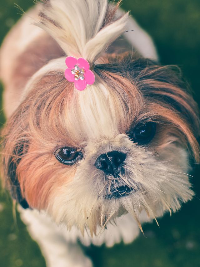 6 Facts About Shih Tzu