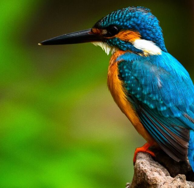 Top 3 Pet Bird Species for Older People