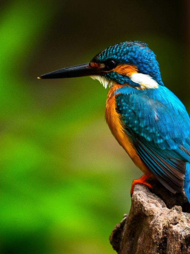 Top 3 Pet Bird Species for Older People