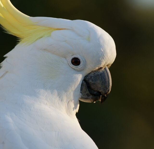 7 Facts About Living With Parrots