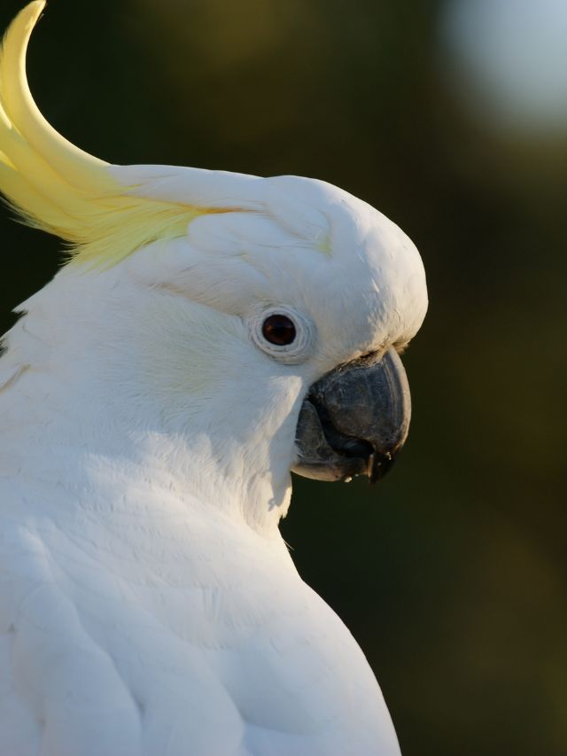 7 Facts About Living With Parrots