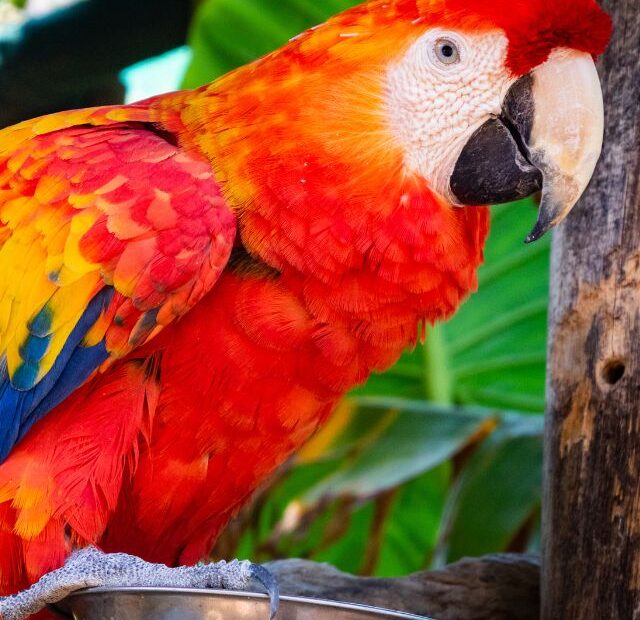 Can Parrots Eat Chocolate?