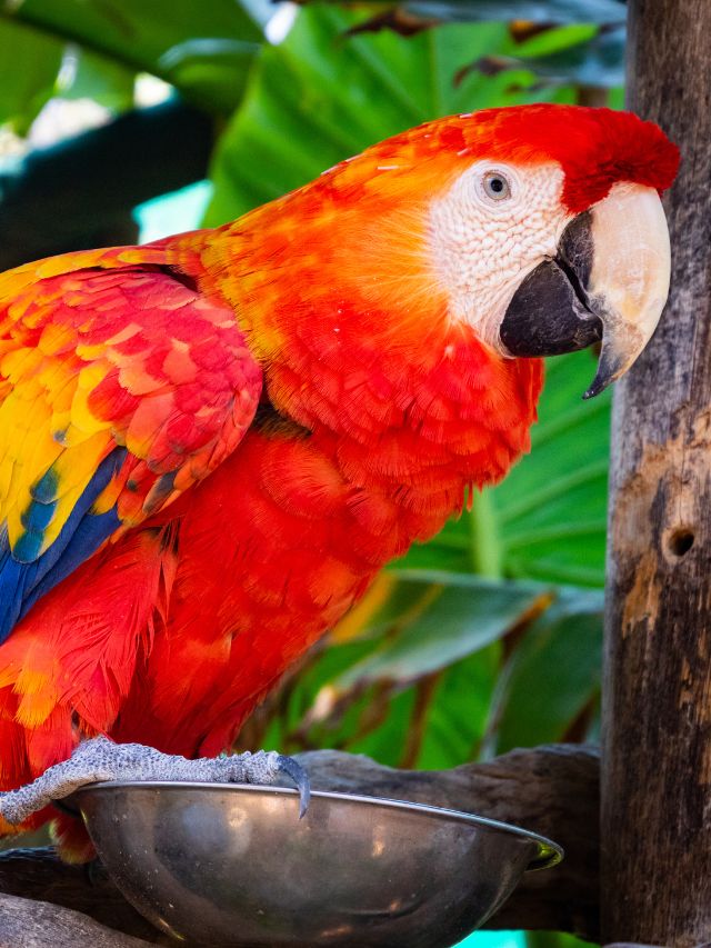 Can Parrots Eat Chocolate?