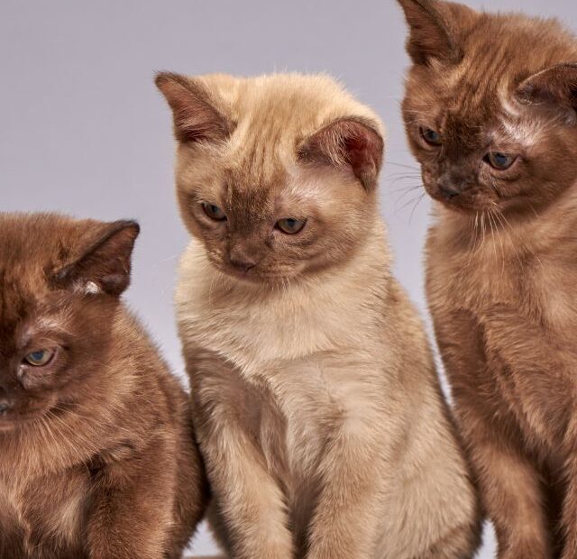 Do Burmese Cats Make Good Pets?