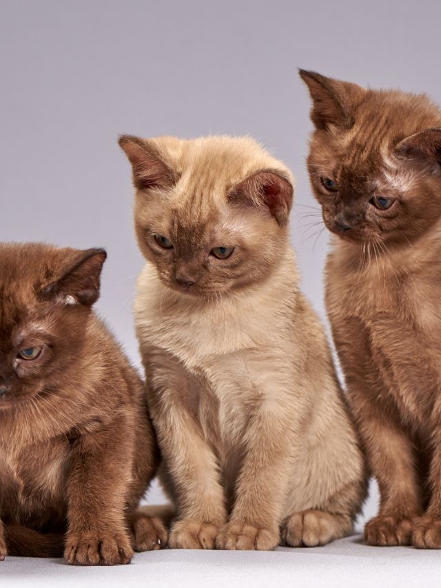 Do Burmese Cats Make Good Pets?