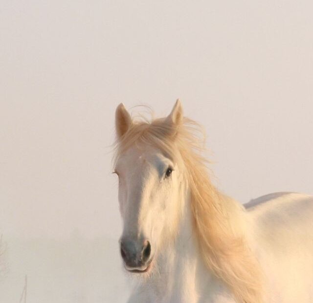 Signs A Horse Is Stressed