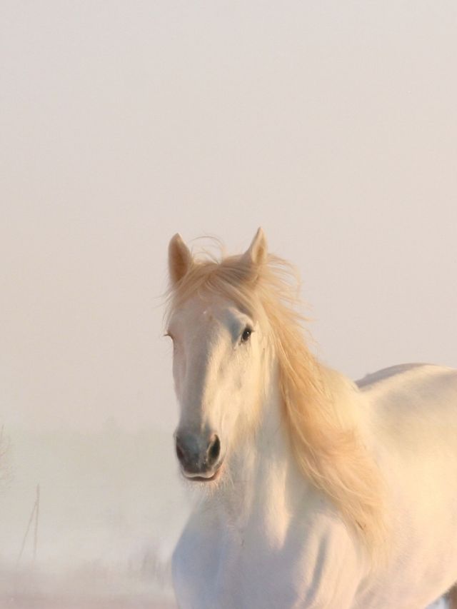 Signs A Horse Is Stressed