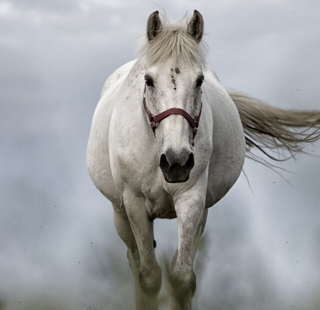 Top 3 Best Horse Breeds for Beginners