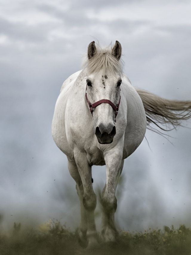 Top 3 Best Horse Breeds for Beginners