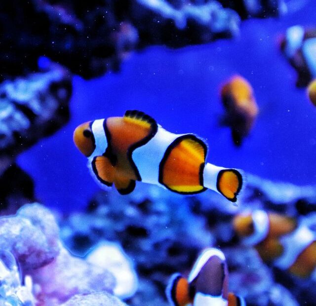 Ocellaris Clownfish Information