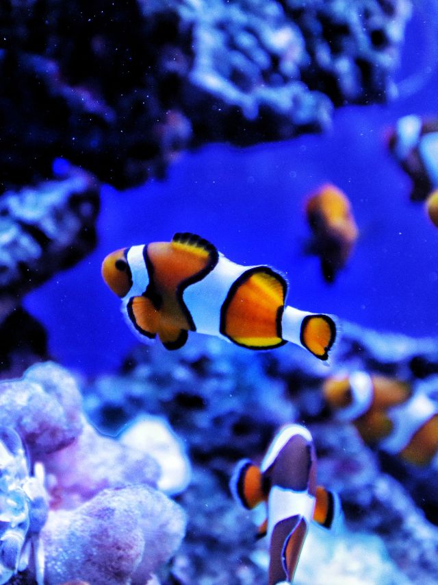 Ocellaris Clownfish Information