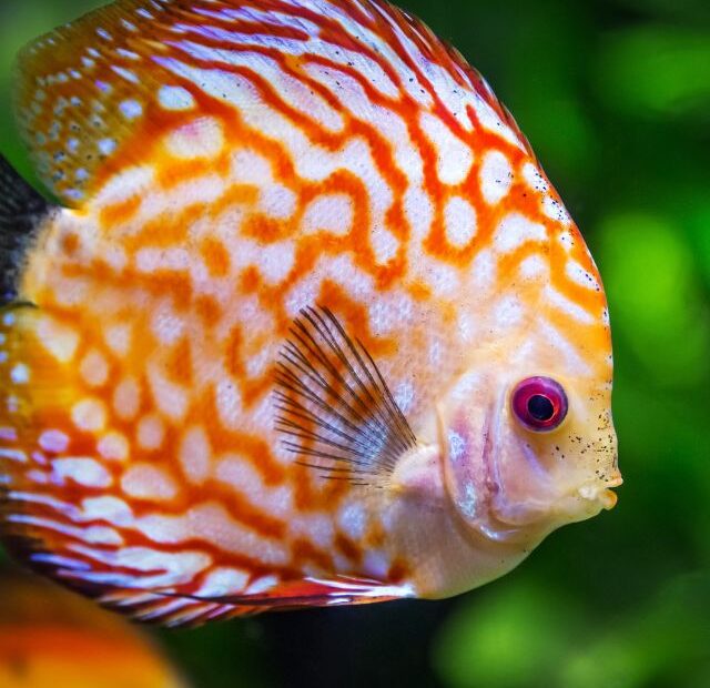 6 Reasons Fish Make Good Pets