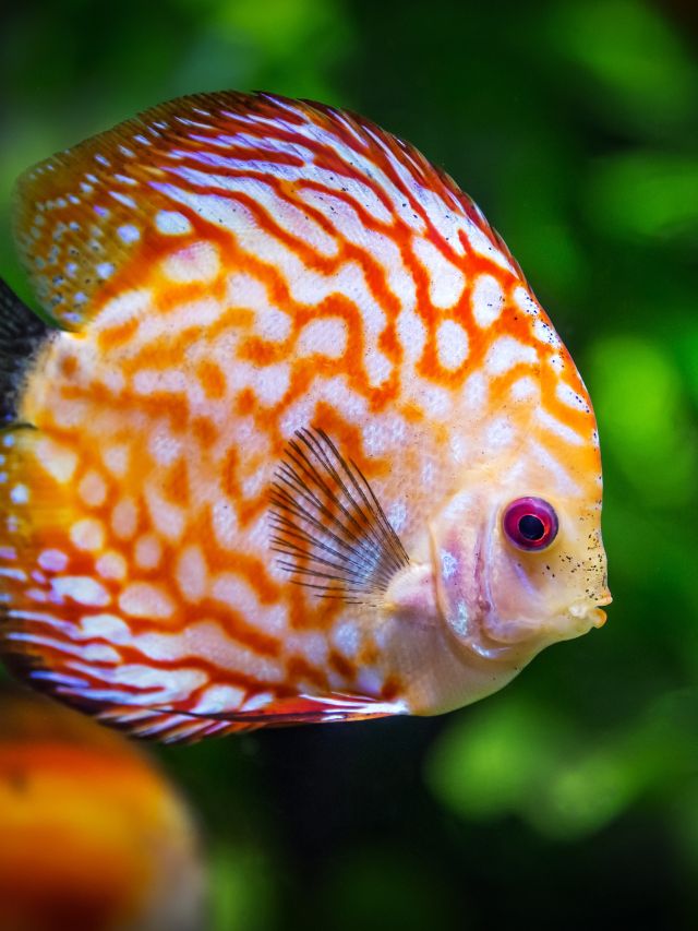 6 Reasons Fish Make Good Pets