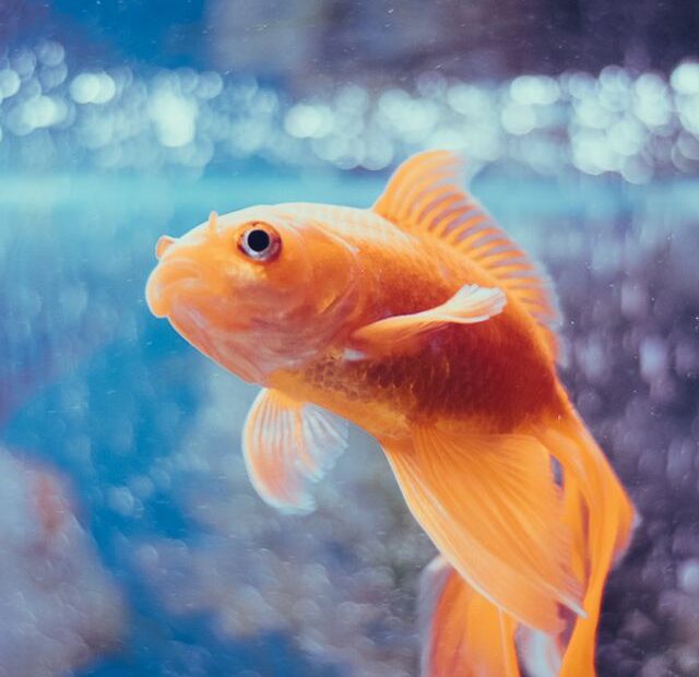 How Often do Fish Tanks Need to be Cleaned?