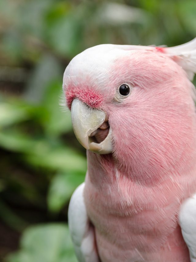 Are Parrots Allowed To Eat Papaya?