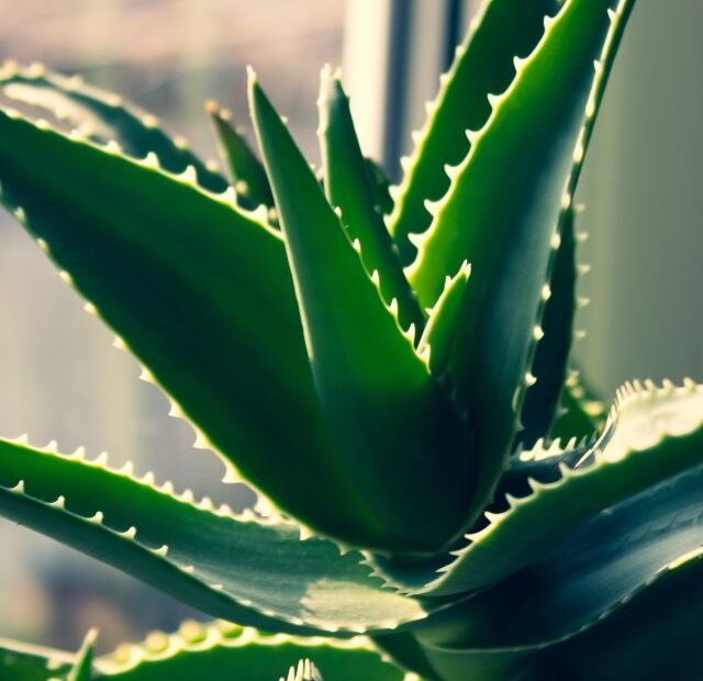 Benefits of Aloe Vera for Your Hair