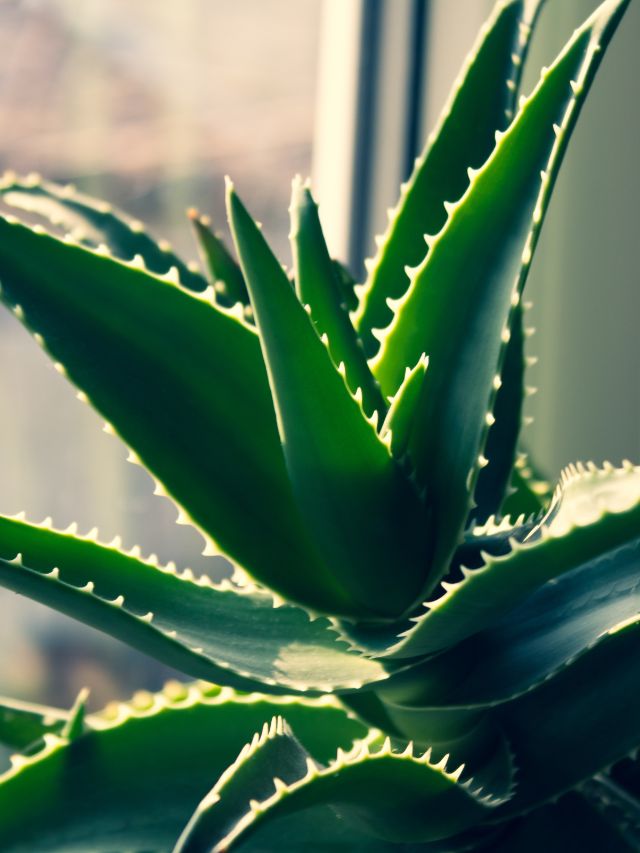 Benefits of Aloe Vera for Your Hair