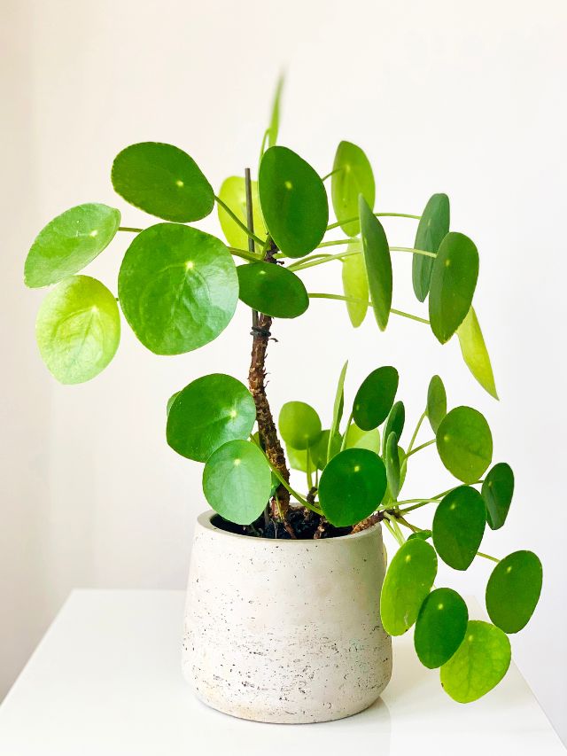 Top 4 Best low maintenance indoor plants