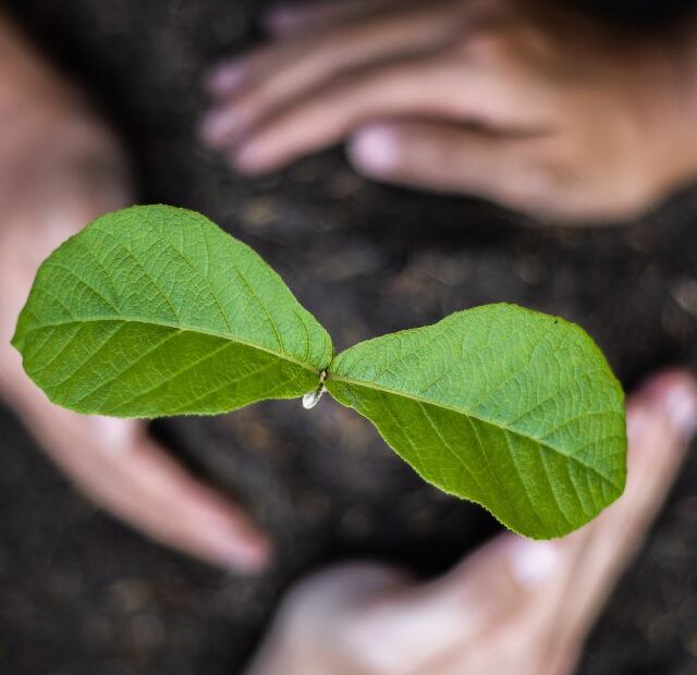 Top 3 Climbing Vegetables That Are Perfect for Compact Gardens