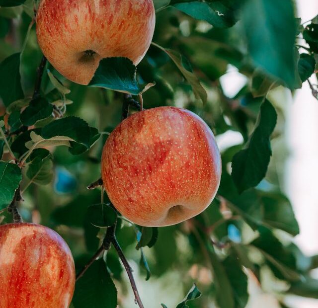 Health Benefits of Apples