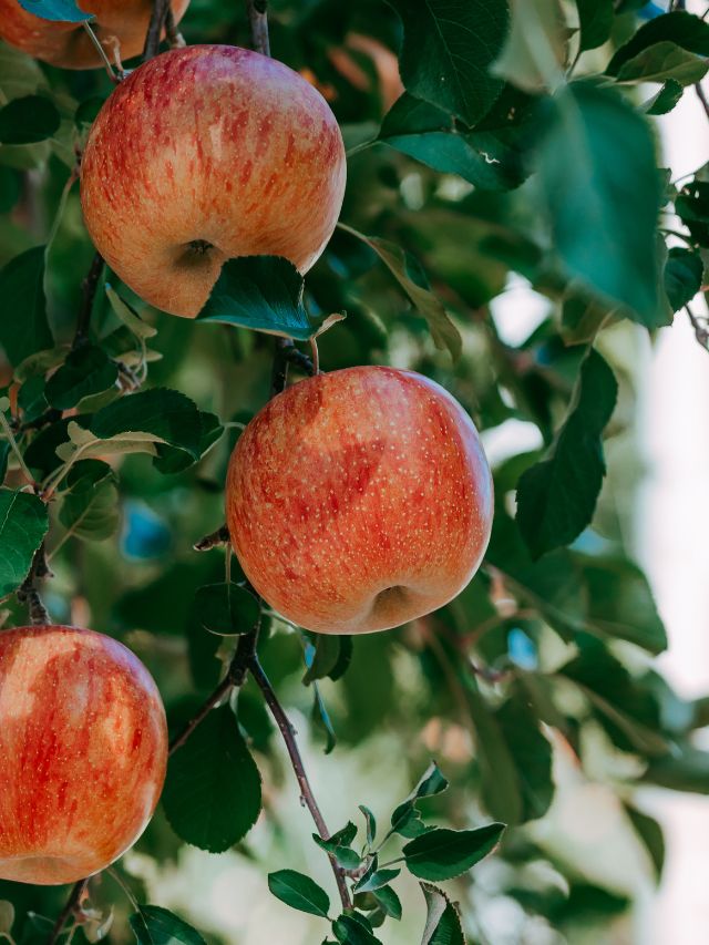 Health Benefits of Apples