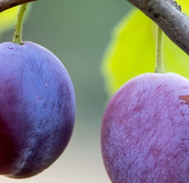 Plum nutrition facts, benefits