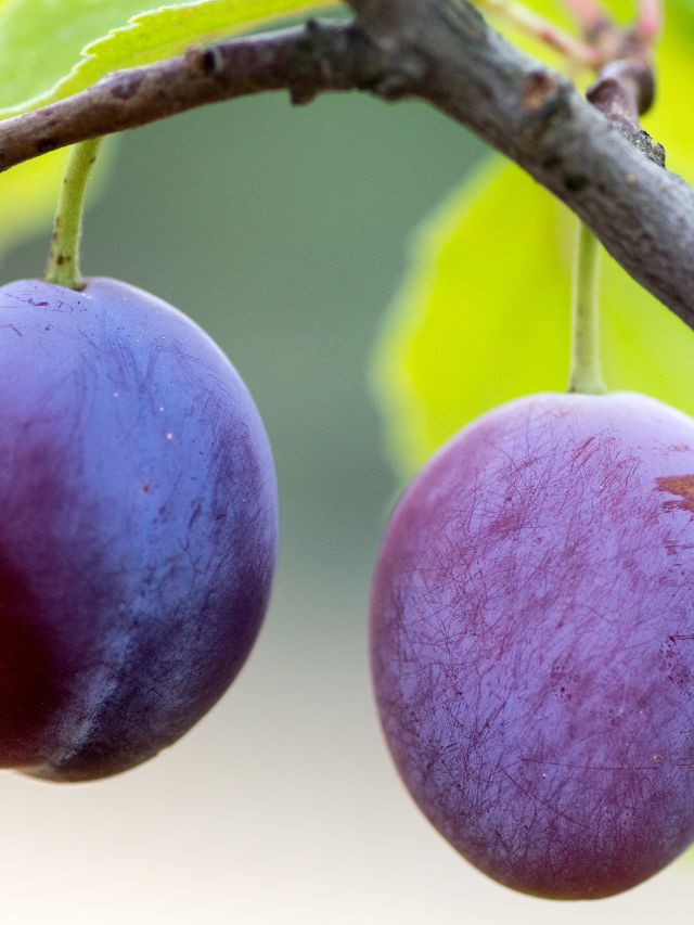 Plum nutrition facts, benefits