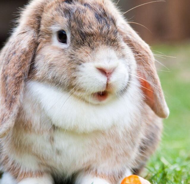 What are the signs of heatstroke in rabbits?