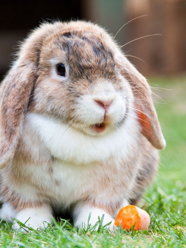 What are the signs of heatstroke in rabbits?