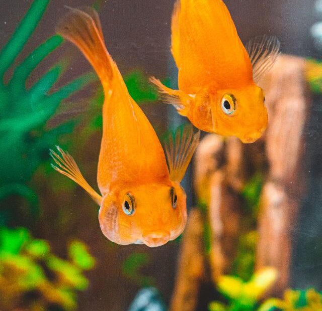 Do Goldfish Like Plants in the Tank?