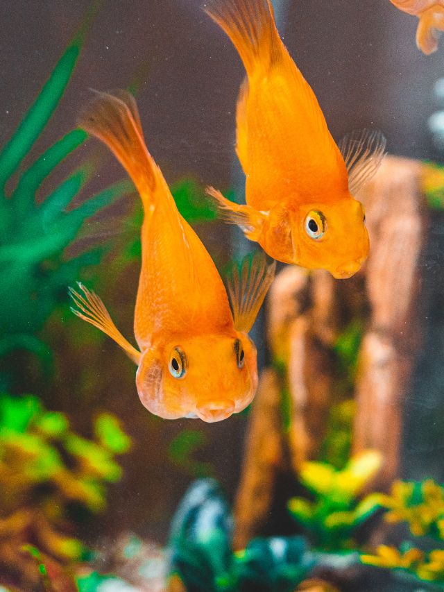 Do Goldfish Like Plants in the Tank?